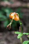 Carolina lily